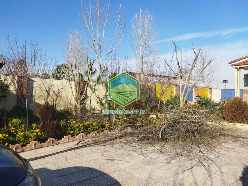 4 pruning-the-villa-garden-in-tehran-dasht
