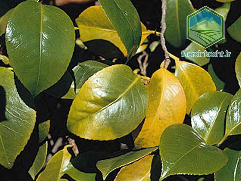 5 گرمازدگی و آفتابسوختگی گیاهان + راه های مقابله