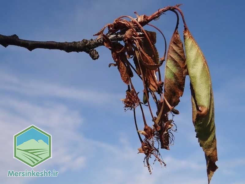 6 گرمازدگی و آفتابسوختگی گیاهان + راه های مقابله