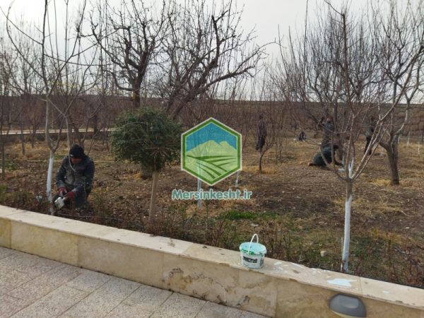 هرس باغ در کمالشهر - البرز