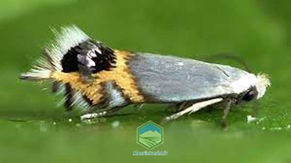 images-(4) دلتامترین