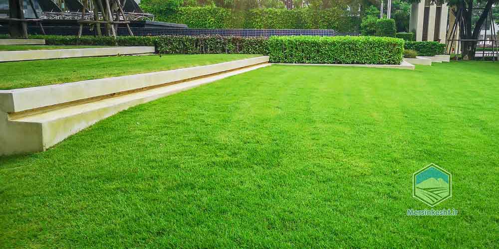 افات و بیماری های چمن