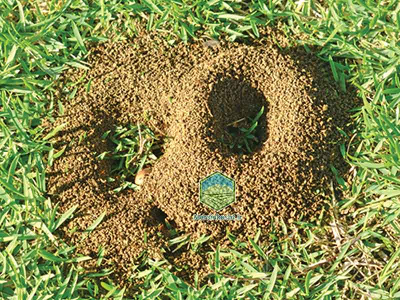 ANT مورچه چمن