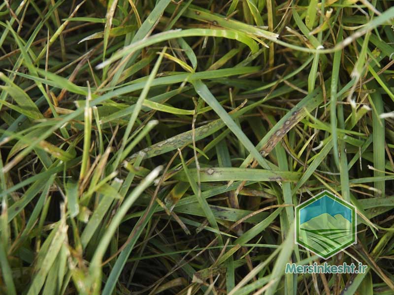 HELMINTOSPORIUM هلمینتوسپوریوم قارچ