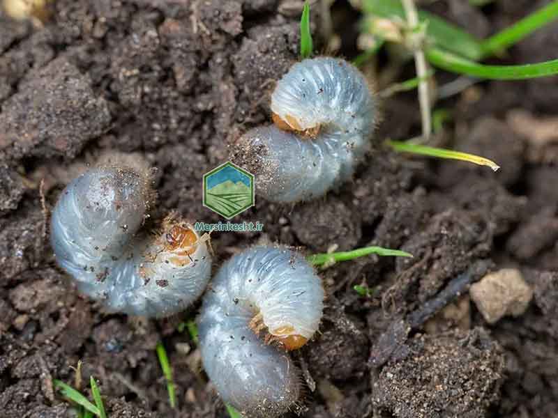 LARVAE کرم سفید ریشه