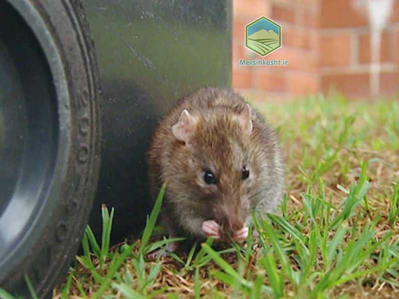 RAT موش