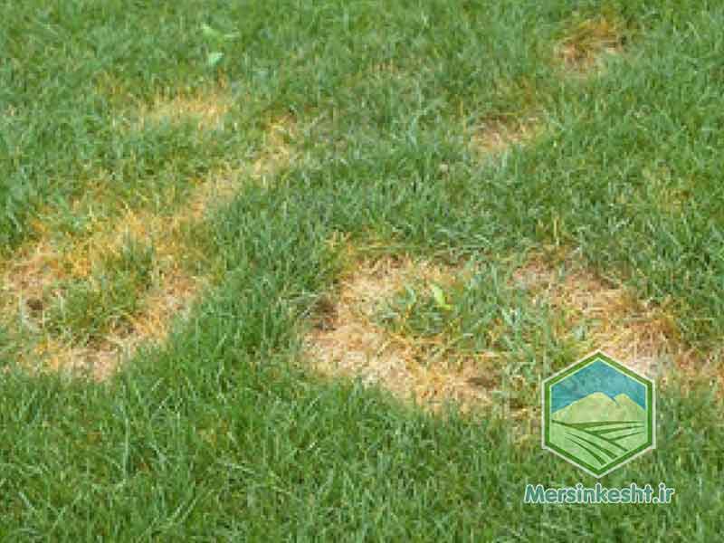 SUMMER-PATCH سامر پچ