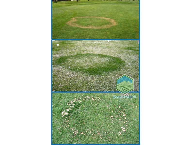 fairy-ring حلقه پریان