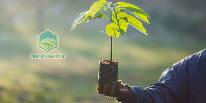 2 کود برای رشد سریع نهال