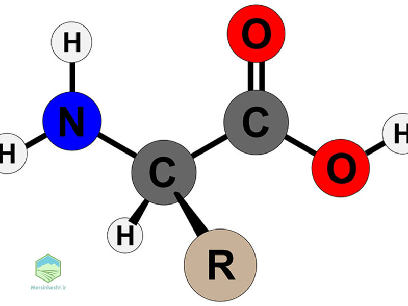 1 amino acid for plants