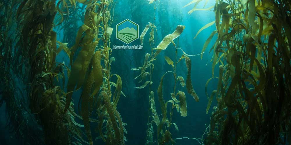 کود جلبک دریایی چیست؟