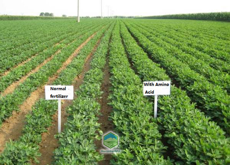 4 amino acid for plants