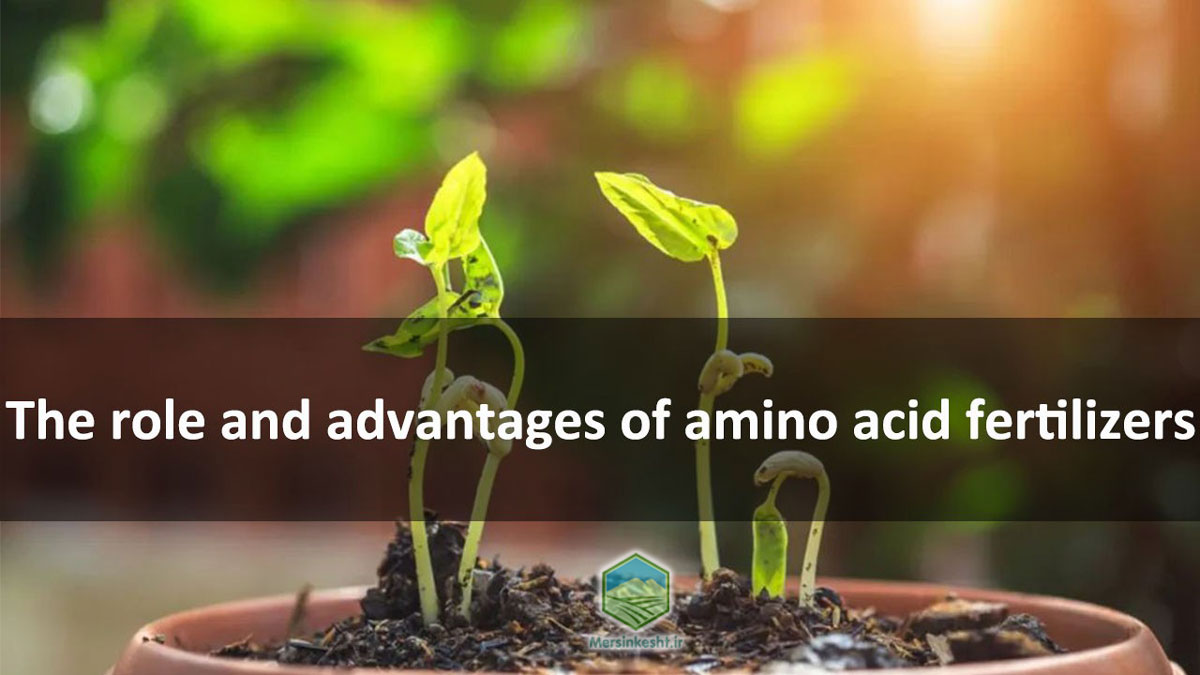 amino acid for plants