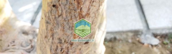 بازدید صفا دشت