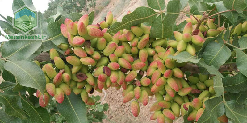 5 سیلیکات پتاسیم