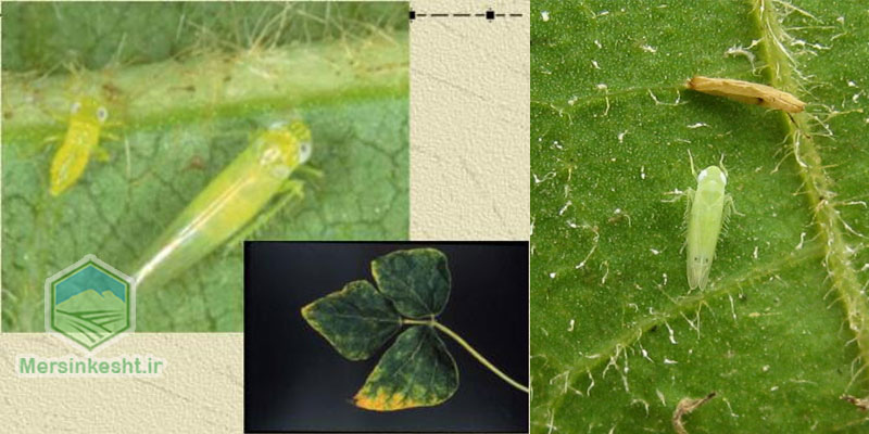 Amrasca-bigutula Amrasca-bigutula