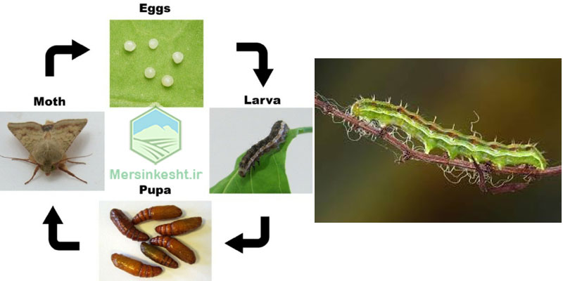 Helicoverpa-armigera Helicoverpa-armigera