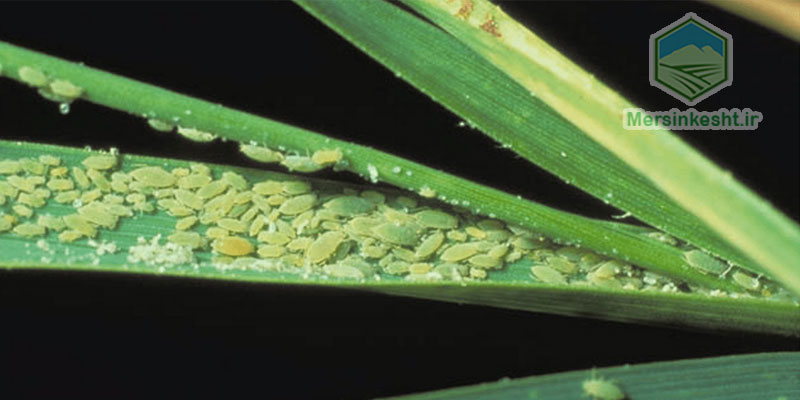 APHID شته گندم