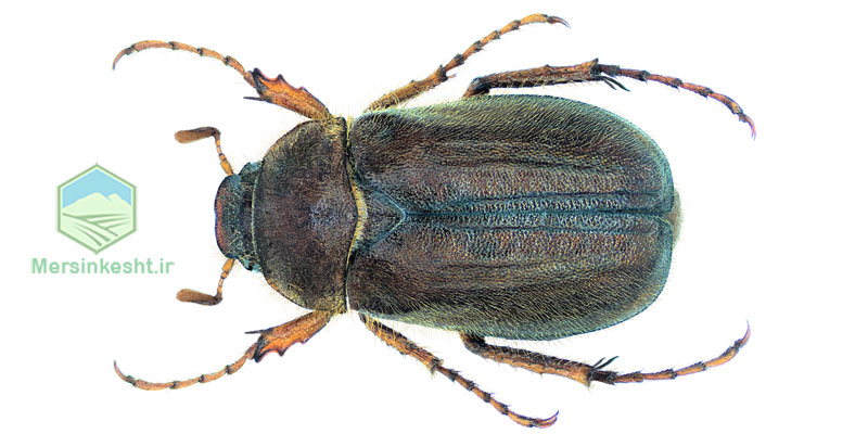 Amphimallon-caucasicum سوسک سیاه گندم