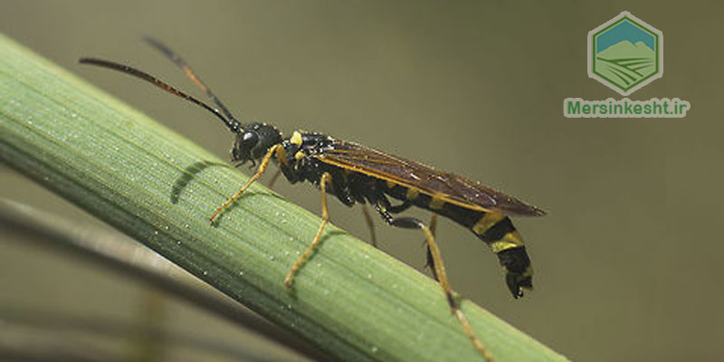 Cephus-pygmaeus زنبور گندم