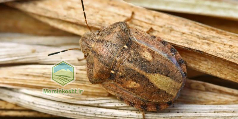 Eurygaster-integriceps سن گندم