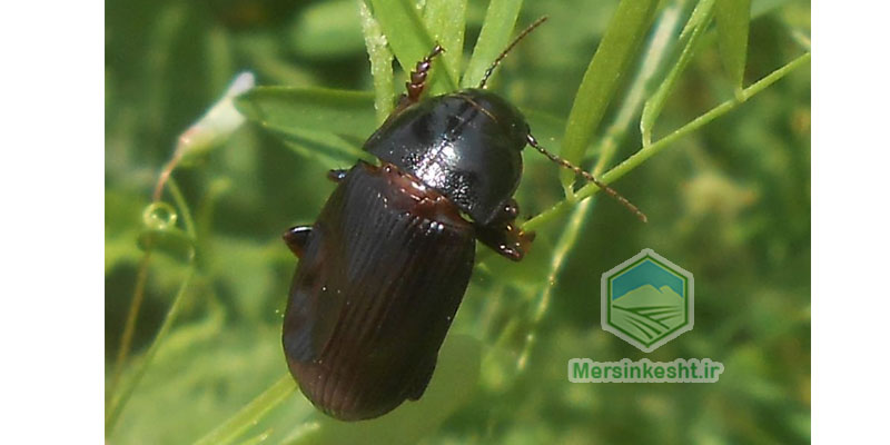 Zabrus-tenebrioides سوسک گندم