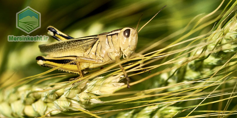grasshopper ملخ گندم