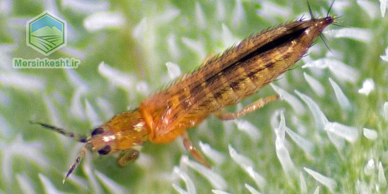thrips تریپس گندم