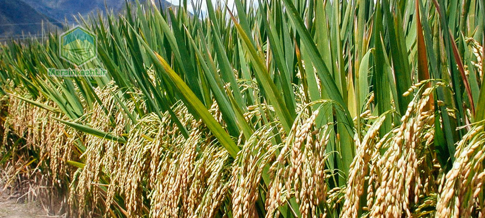 افات مهم برنج