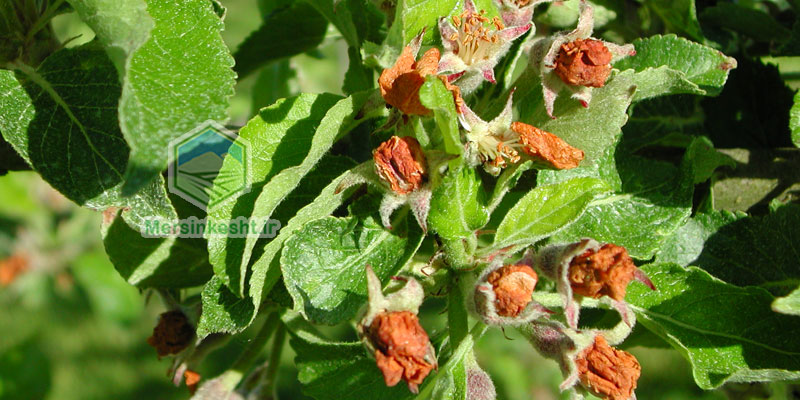 Antonomus-pomorum سرخرطومی سیب