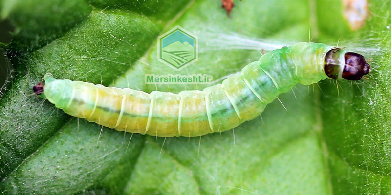 Archips-rosanus لیسه سیب