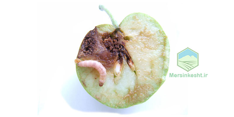 Cydia-pomonella کرم سیب