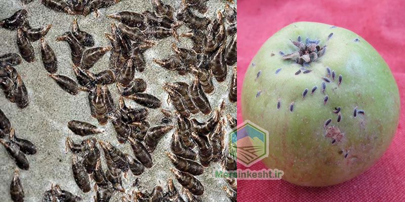 Lepidosaphes-malicola سپردار سیب