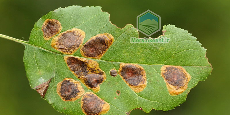 Leucoptera-malifoliella مینوز سیب