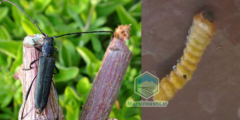 Osphranteria-coerulescens سرشاخه خوار سیب