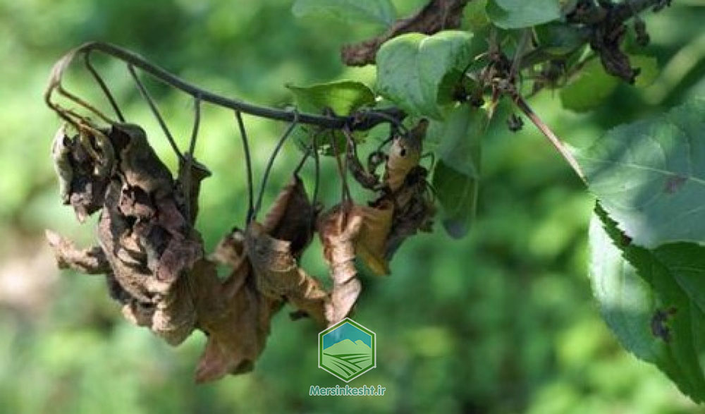 بیماری های سیب