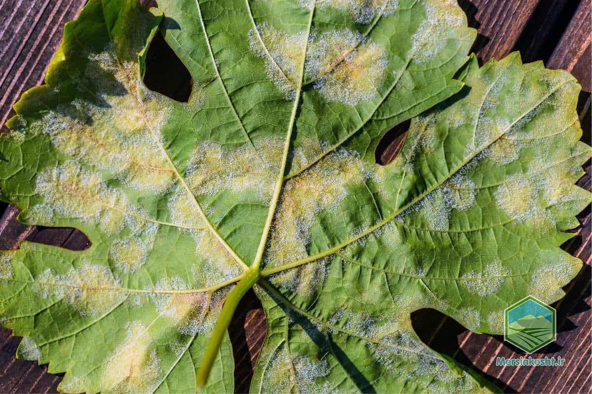 Downy mildew