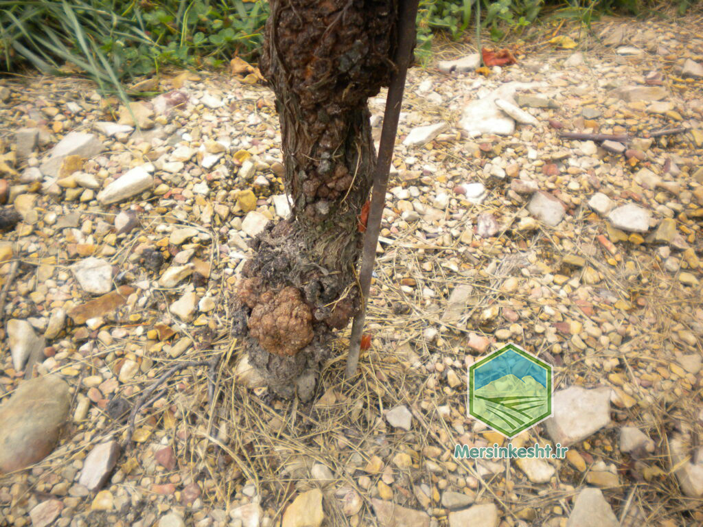 agrobacterium گال طوقه