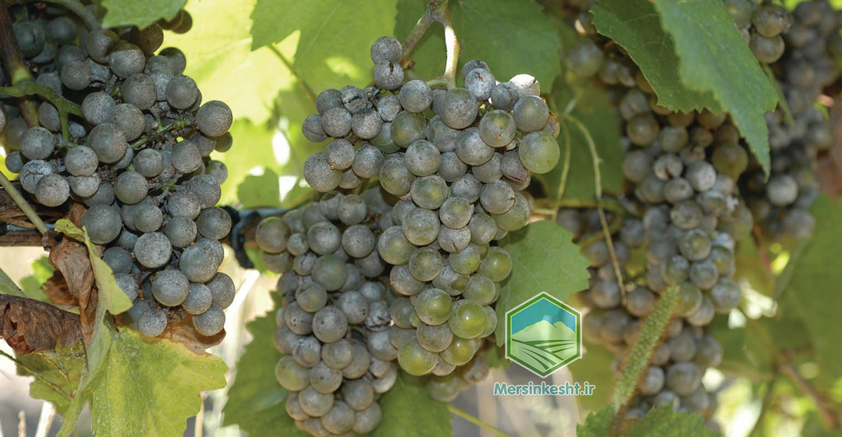 powdery mildew سفیدک سطحی