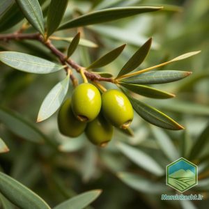 برنامه غذایی رشد زیتون (شامل 20 مرحله)