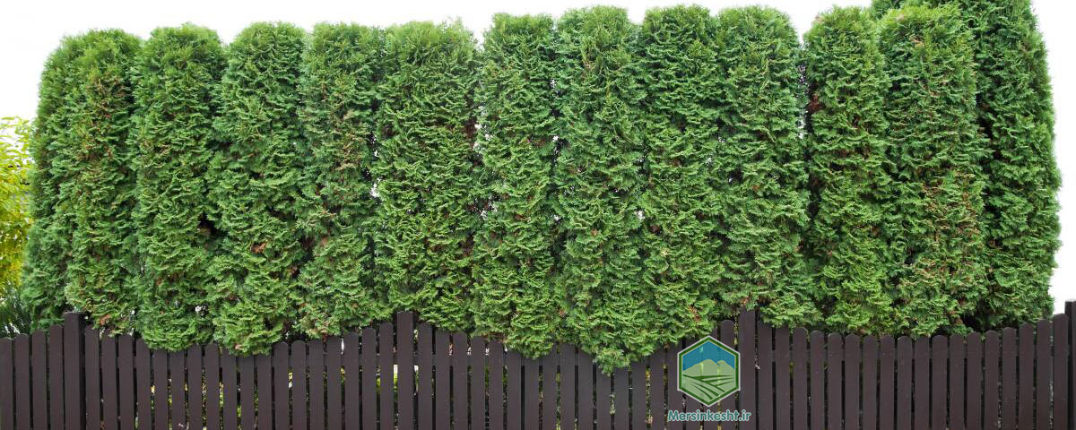 بادشکن گیاهی