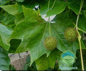 Picture2 چنار چیست