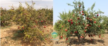 بیماری های انار
