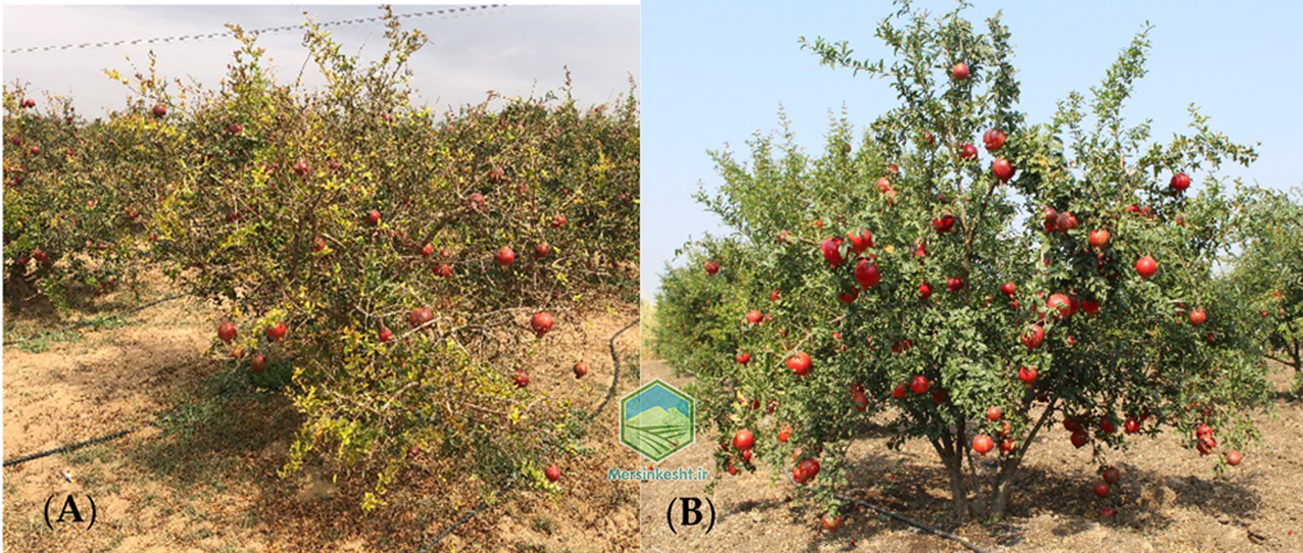nematoda بیماری های انار