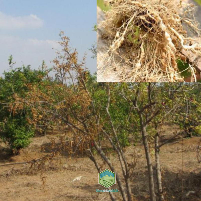 nematode2 نماتد انار