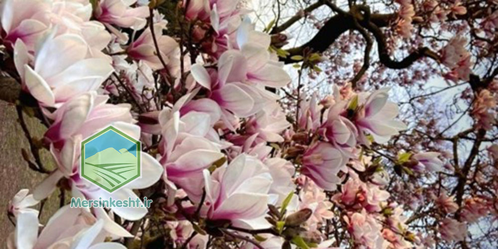 گیاهان بهاری