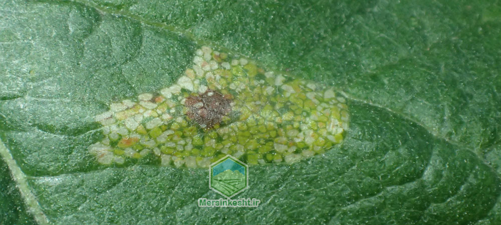 مینوز برگ توت