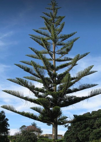 کاج آروکاریا