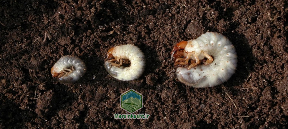 کرم سفید ریشه