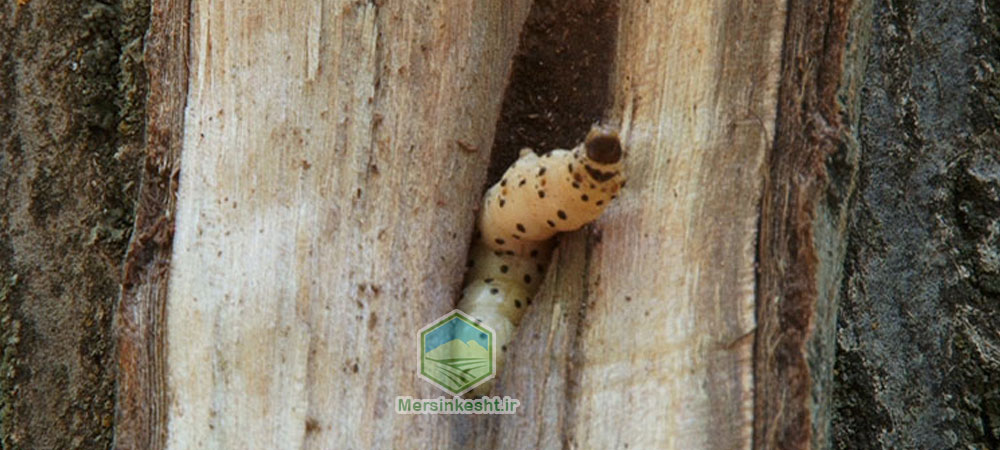 کرم خراط توت